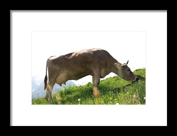 Horned Framed Print featuring the photograph Grazing Swiss Cattle by Assalve