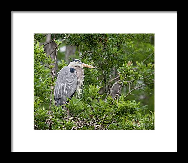 Great Blue Heron Framed Print featuring the photograph Great Blue Guarding the Nest by Jayne Carney
