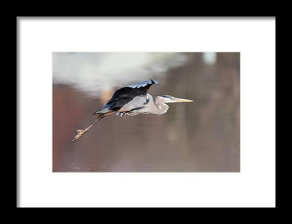 Great Blue Heron Framed Print featuring the photograph Great Blue Heron 2019-11 by Thomas Young