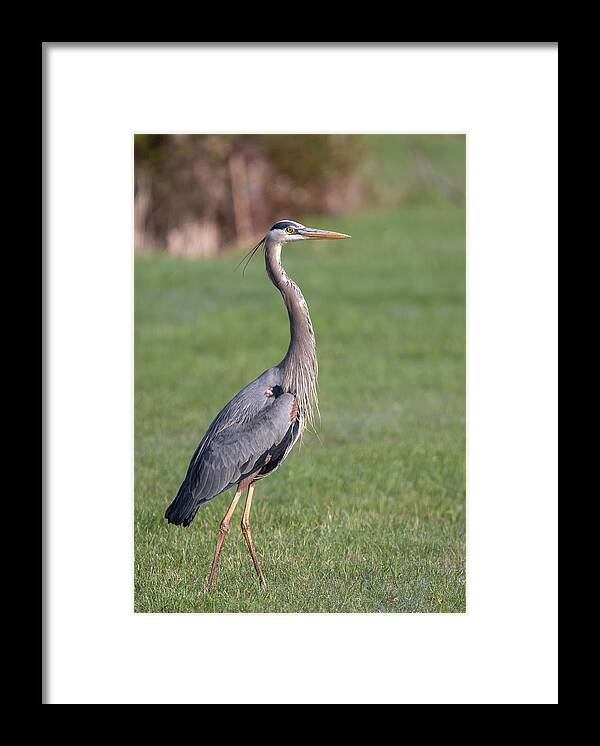 Great Blue Heron Framed Print featuring the photograph Great Blue Heron 2019-12 by Thomas Young