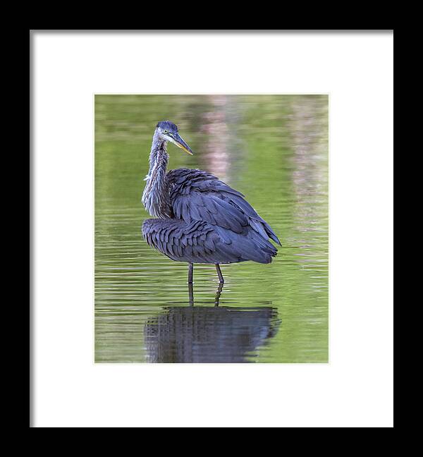 Great Blue Heron Framed Print featuring the photograph Great Blue Heron 5755-081019 by Tam Ryan
