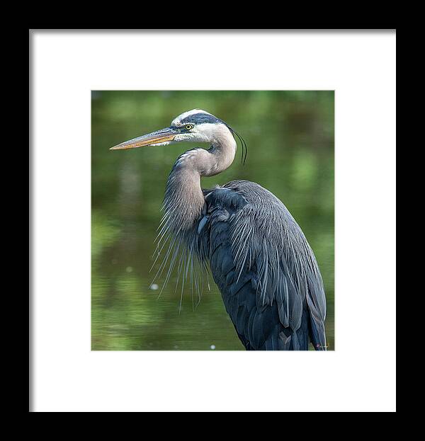 Nature Framed Print featuring the photograph Great Blue Heron after Preening DMSB0157 by Gerry Gantt