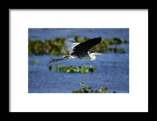 Animal Themes Framed Print featuring the photograph Great Blue Heron Ardea Herodias In by Art Wolfe
