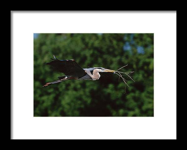 Animal Framed Print featuring the photograph Great Blue Heron Ardea Herodias by Nhpa