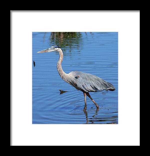 Nature Framed Print featuring the photograph Great Blue Heron DMSB0167 by Gerry Gantt