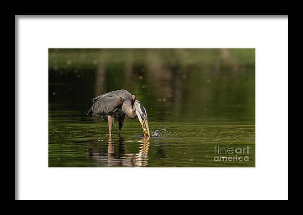 Great Blue Heron Framed Print featuring the photograph Great blue heron fishing by Sam Rino