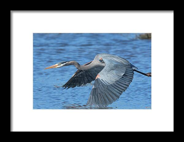 Nature Framed Print featuring the photograph Great Blue Heron in Flight DMSB0153 by Gerry Gantt