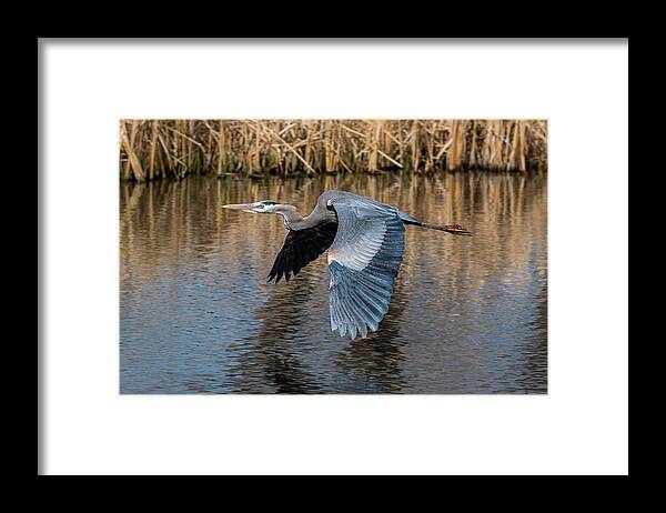 Heron Framed Print featuring the photograph Great Blue Heron in Flight by Gary Kochel