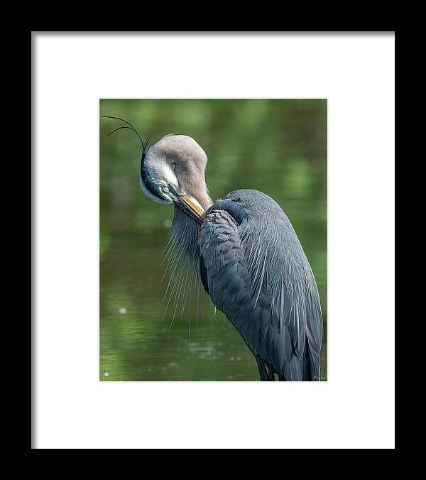 Nature Framed Print featuring the photograph Great Blue Heron Preening DMSB0156 by Gerry Gantt