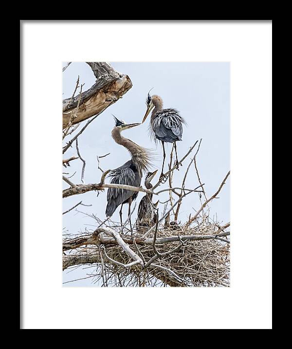 Stillwater Wildlife Refuge Framed Print featuring the photograph Great Blue Heron Rookery 4 by Rick Mosher