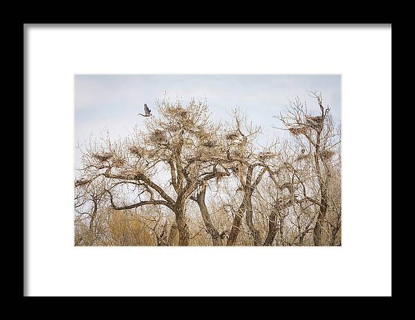 Great Blue Heron Framed Print featuring the photograph Great Blue Heron Rookery by James BO Insogna