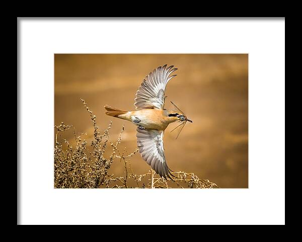 Wild Framed Print featuring the photograph Great Catch by Faisal Alnomas