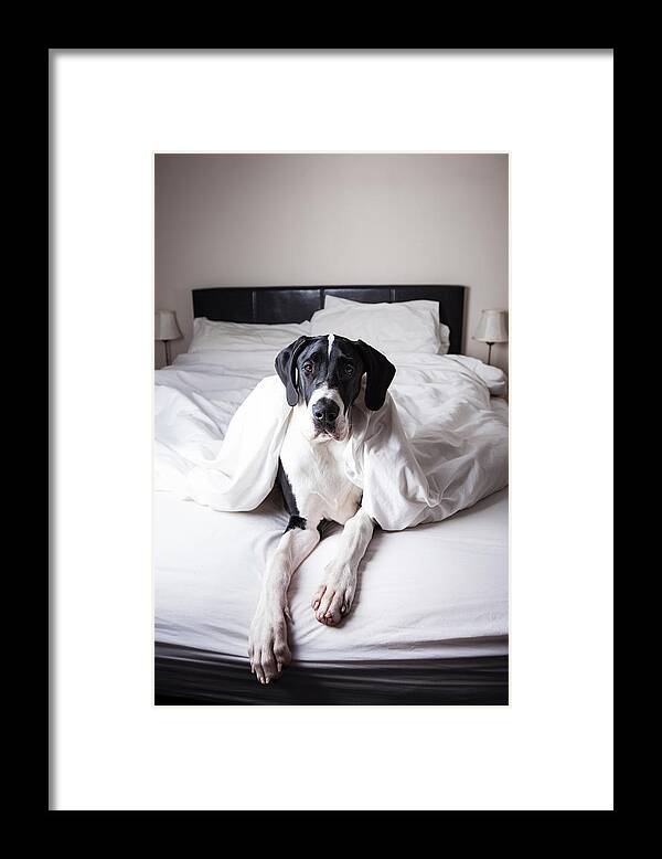 Pets Framed Print featuring the photograph Great Dane On A Bed by Claire Plumridge