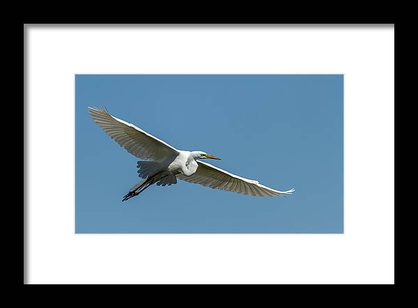 Great Egret Framed Print featuring the photograph Great Egret 2014-2 by Thomas Young