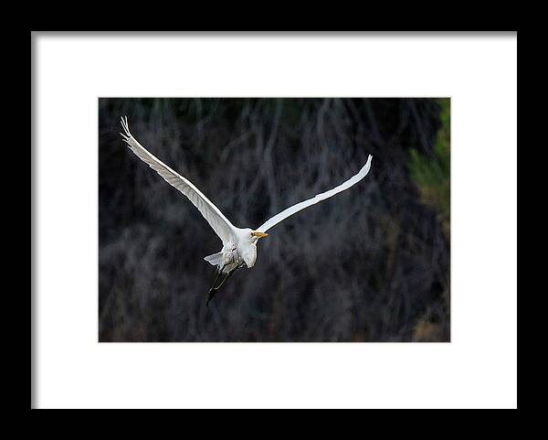 Great Egret Framed Print featuring the photograph Great Egret 8291-061819 by Tam Ryan