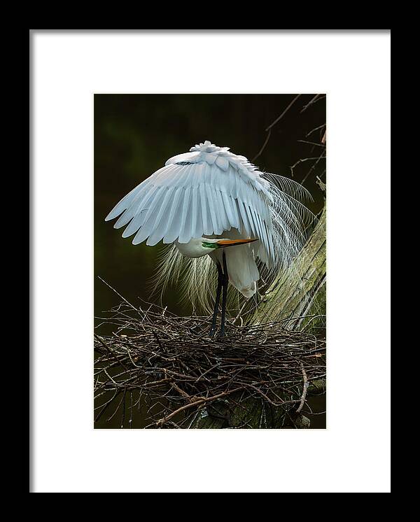Nature Framed Print featuring the photograph Great Egret Beauty by Donald Brown