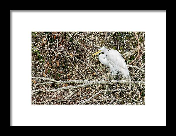 Egret Framed Print featuring the photograph Great Egret by Bob Decker