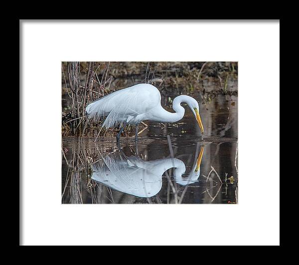 Nature Framed Print featuring the photograph Great Egret in Breeding Plumage DMSB0154 by Gerry Gantt
