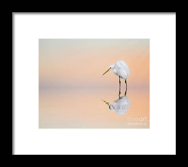 Great Egret Framed Print featuring the photograph Great Egret Reflecting by Brian Tarr