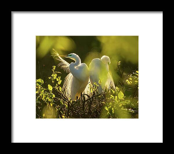 Great Egrets Framed Print featuring the photograph Great Egrets in the Early Morning Sun by Judi Dressler