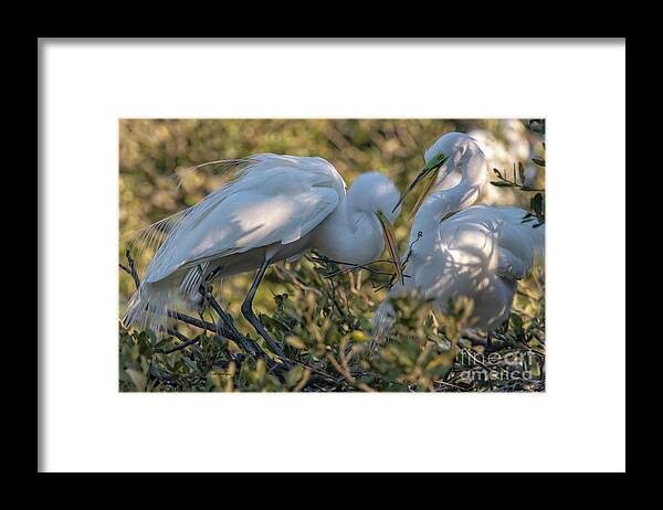 Egrets Framed Print featuring the mixed media Great Egrets Precious Moment by DB Hayes