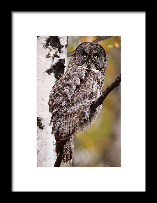 Focus Framed Print featuring the photograph Great Grey Owl Strix Nebulosa, Perching by Eastcott Momatiuk
