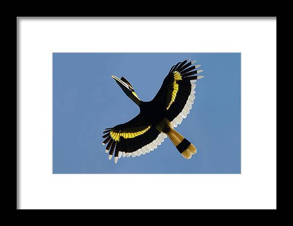 149420 Framed Print featuring the photograph Great Hornbill Buceros Bicornis by Nhpa
