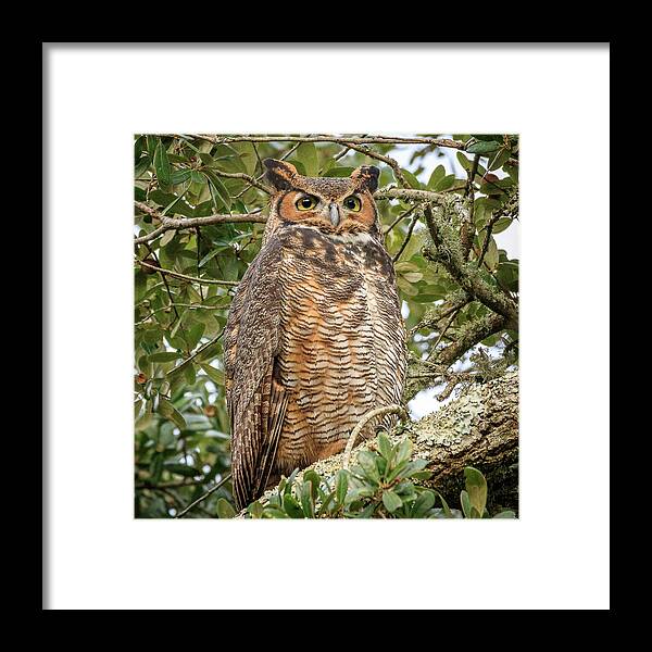 Greathornedowl Framed Print featuring the photograph Great Horned Owl by JASawyer Imaging
