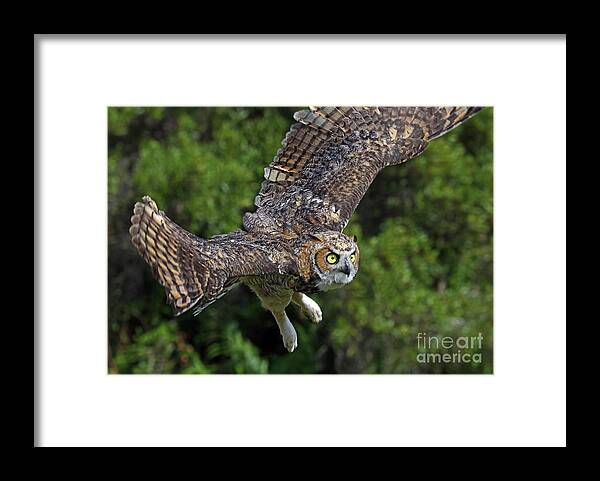 Owl Framed Print featuring the photograph Great Horned Owl Freedom Flight by Larry Nieland