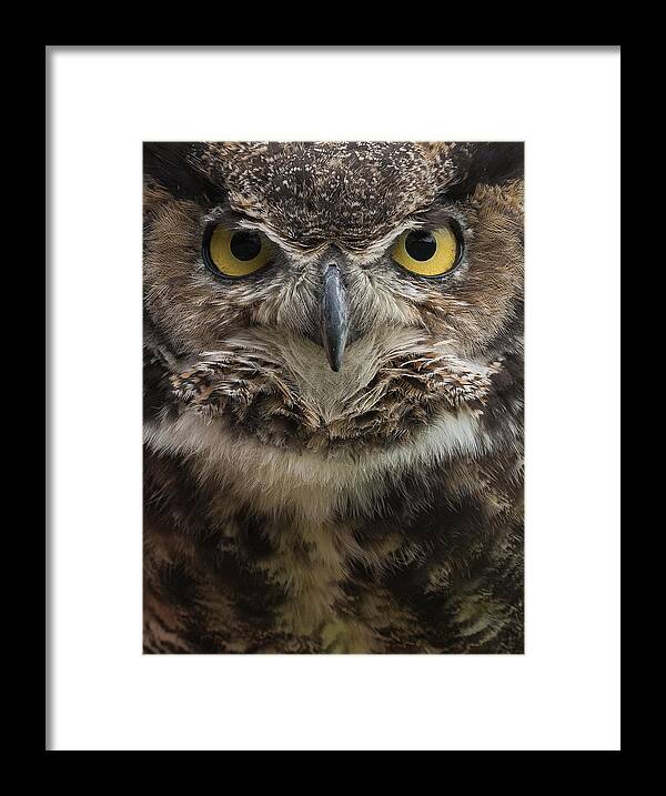 Owl Framed Print featuring the photograph Great Horned Owl by Patrick Dessureault