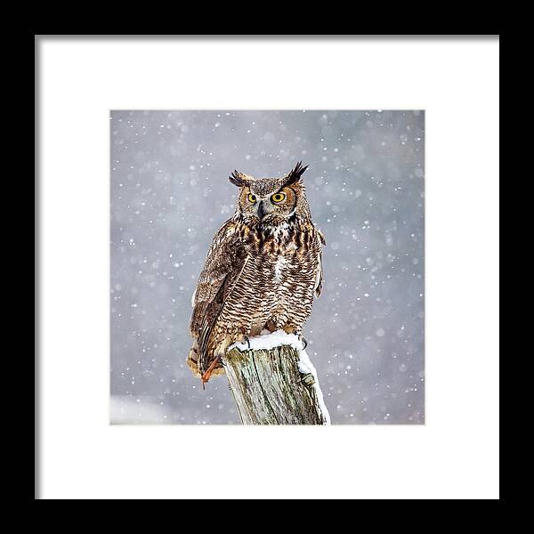 Horned Framed Print featuring the photograph Great Horned Owl by Paul Bruch Photography