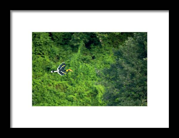 Animal Framed Print featuring the photograph Great Indian Hornbill Flying In Forest Habitat, Tamil Nadu by Sandesh Kadur / Naturepl.com