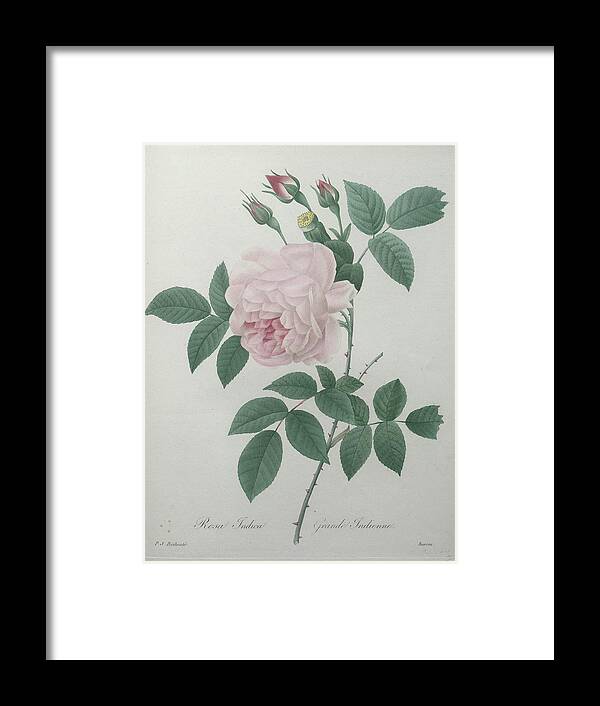 Redoute Framed Print featuring the painting Great Indian Rose by Pierre-Joseph Redoute