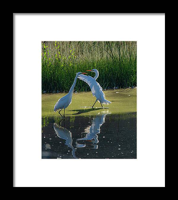 Great White Egret Framed Print featuring the photograph Great White Egret 10 by Rick Mosher