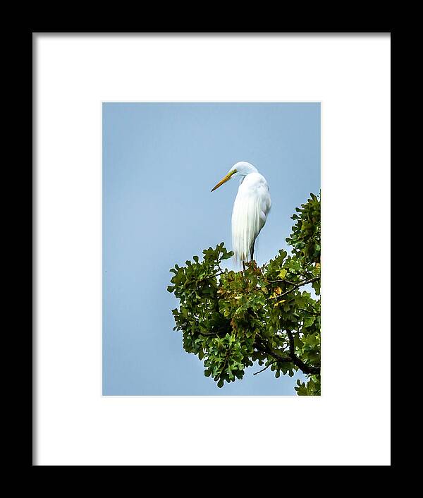 Egret Framed Print featuring the photograph Great White Egret by David Wagenblatt