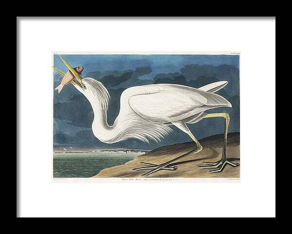 Duck Framed Print featuring the painting Great White Heron from Birds of America 1827 by John James Audubon 1785 - 1851 , etched by Rober by John James Audubon