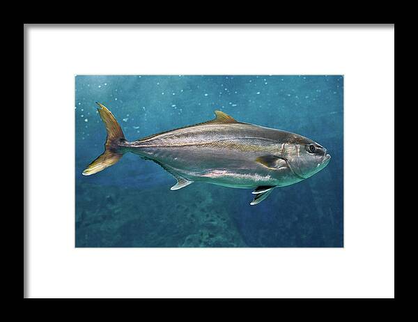 Underwater Framed Print featuring the photograph Greater Amberjack by Stavros Markopoulos