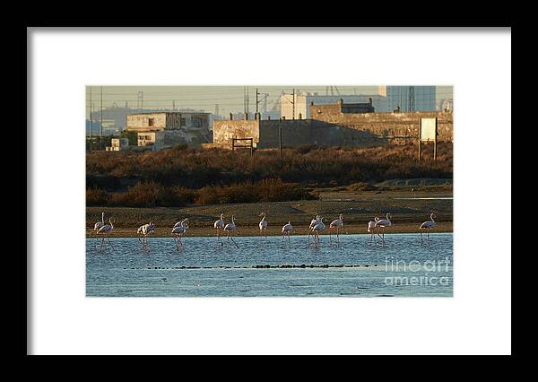 Flamingo Framed Print featuring the photograph Greater Flamingo at Arillo River by Pablo Avanzini