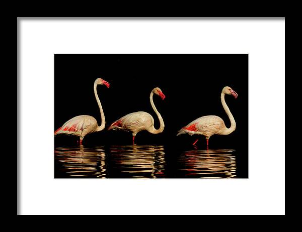 Kenya Framed Print featuring the photograph Greater Flamingos At Lake Nakuru by Manoj Shah
