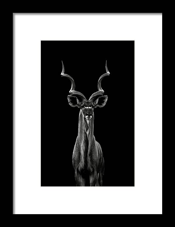 Bw Framed Print featuring the photograph Greater Kudu by Hannes Bertsch