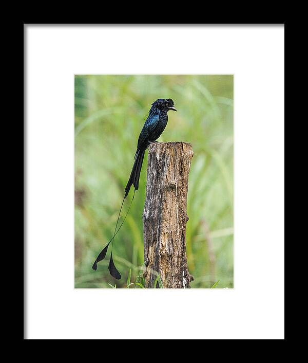 Nature Framed Print featuring the photograph Greater Racket Tailed Drongo by Susheel Marcus