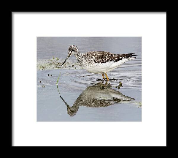 Shorebird Framed Print featuring the photograph Greater Yellowlegs by Jim Zablotny