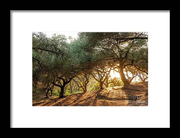 Tranquility Framed Print featuring the photograph Greece, Corfu, Olive Orchard At Sunset by Westend61
