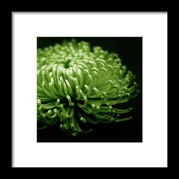 Green Chrysanthemum On Black Framed Print featuring the photograph Green Chrysanthemum On Black by Tom Quartermaine