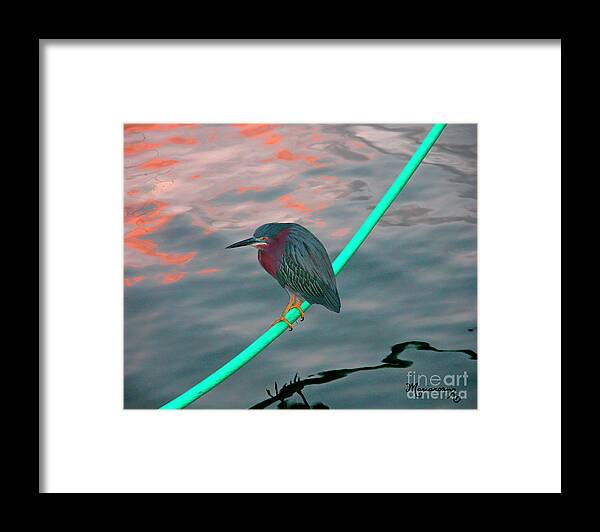 Fauna Framed Print featuring the photograph Green Heron at Sunset by Mariarosa Rockefeller