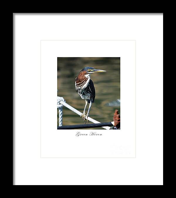 Green Heron Framed Print featuring the photograph Green Heron by Dianne Morgado
