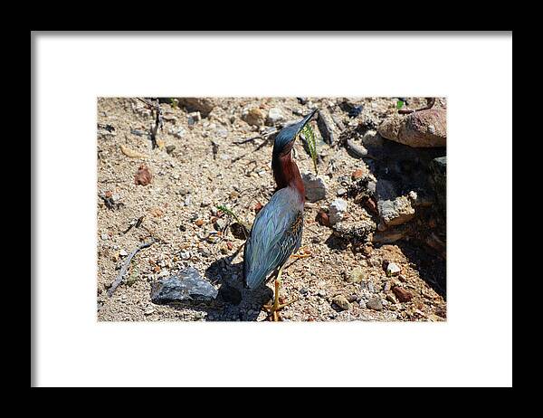 Green Heron Framed Print featuring the photograph Green Heron Strut by Climate Change VI - Sales