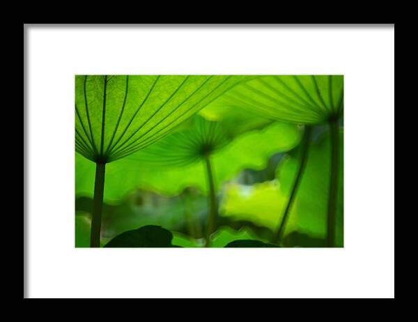 Macao Framed Print featuring the photograph Green Lotus Leaves Look Like Umbrellas by Melindachan