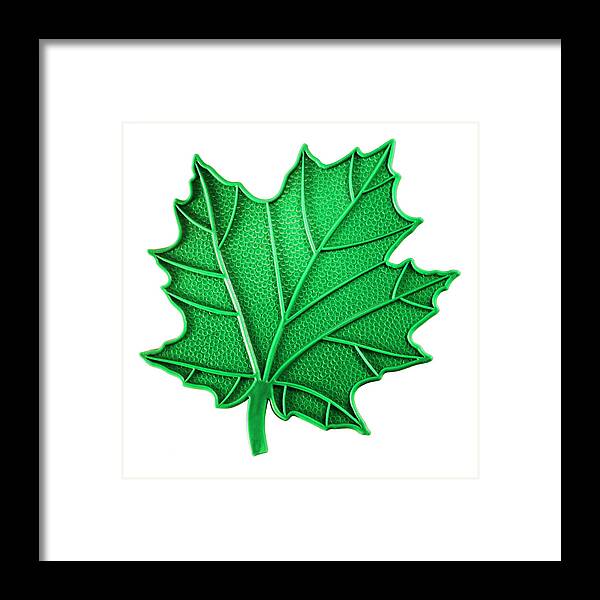 Autumn Framed Print featuring the drawing Green Maple Leaf by CSA Images