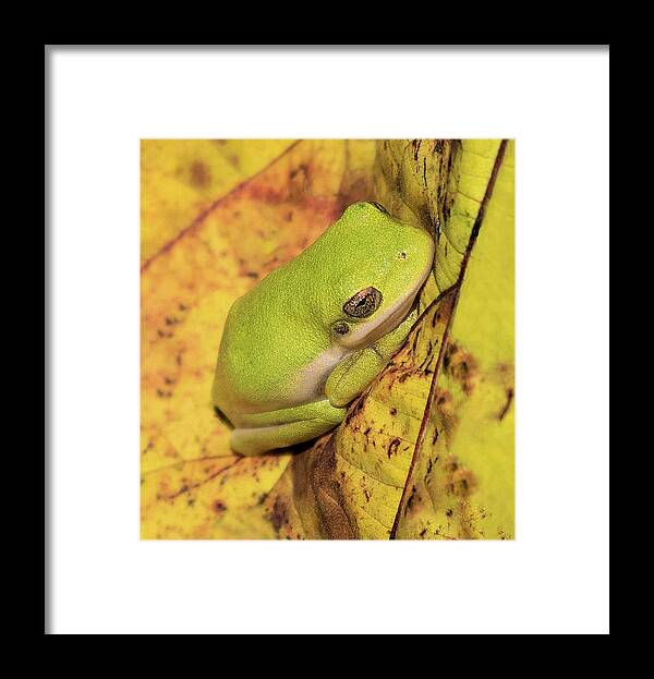Frog Framed Print featuring the photograph Green on Yellow by Art Cole